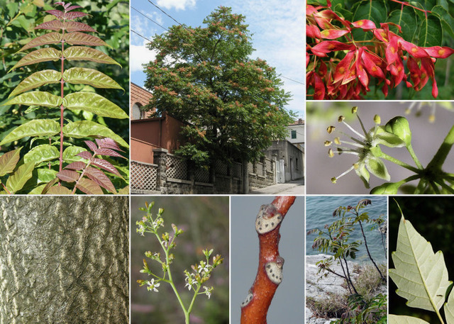 Ailanto, Albero del Paradiso, Sommacco falso (Tree of Heaven)