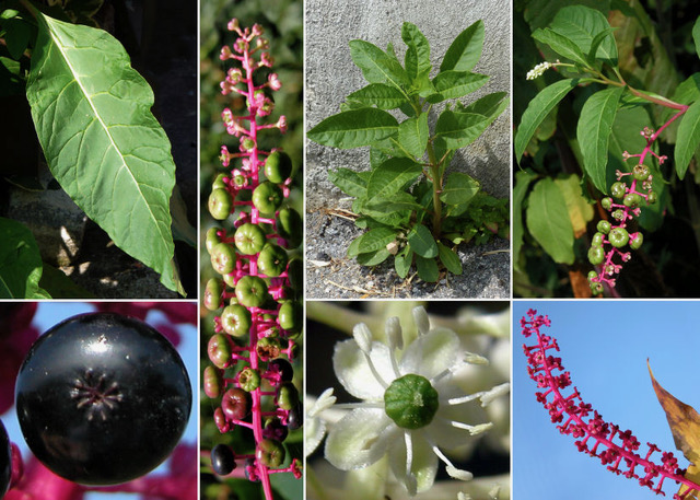 Fitolacca americana, Cremesina uva turca, Uva da colorare, Uva turca, Vite di Spagna, Spinacio della Virginia (Pokeweed)