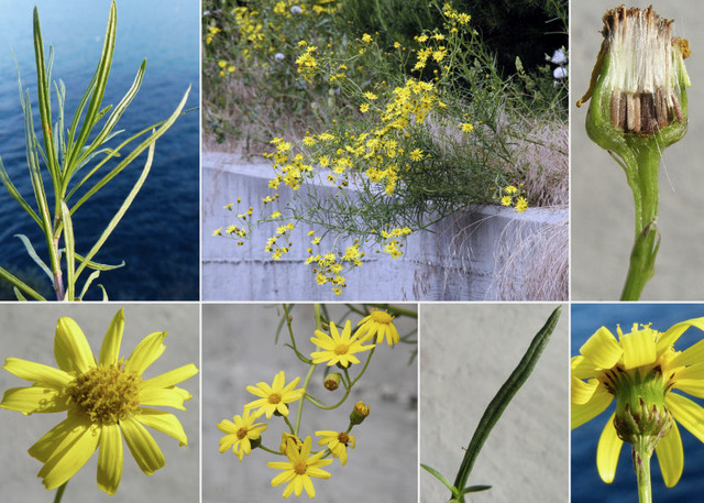 Senecio sudafricano, Senecione sudafricano (Narrow-leaved ragwort)